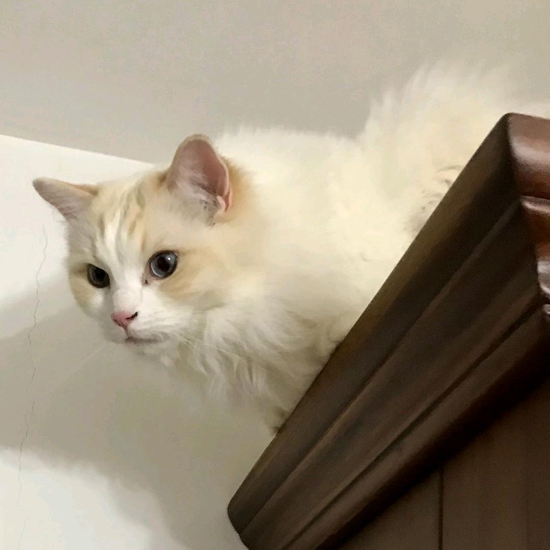 小猫布丁_