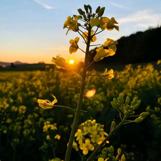 畅山河伊顿庄园店