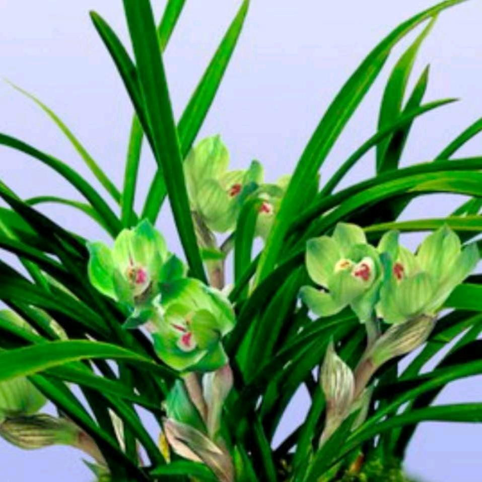 开心就好9657191837369