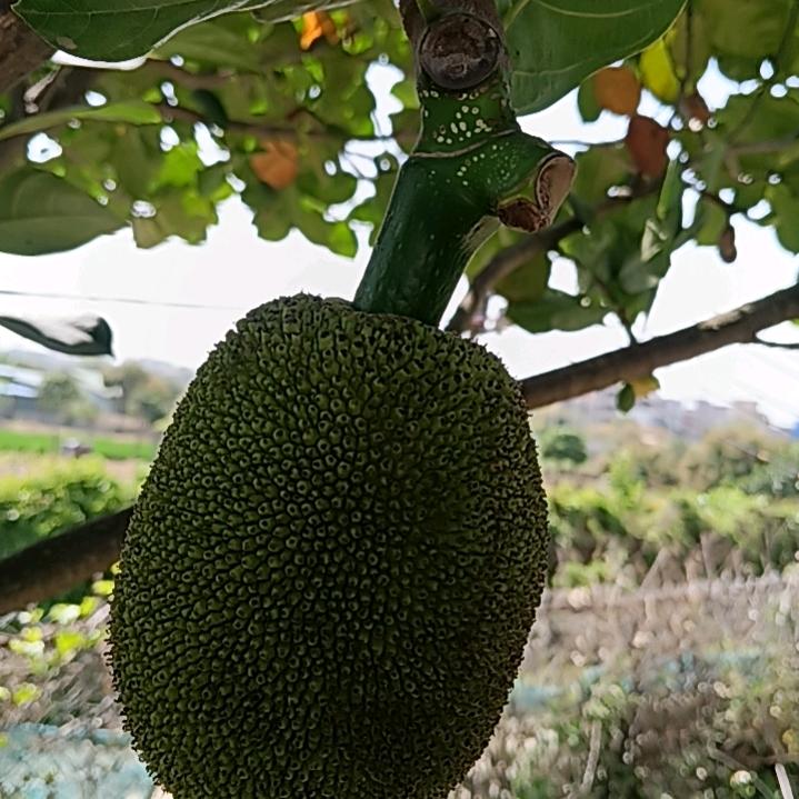 做好自己666