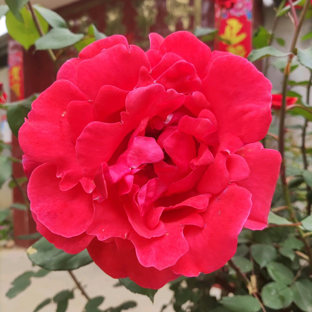 花开浅夏*^O^*(F)