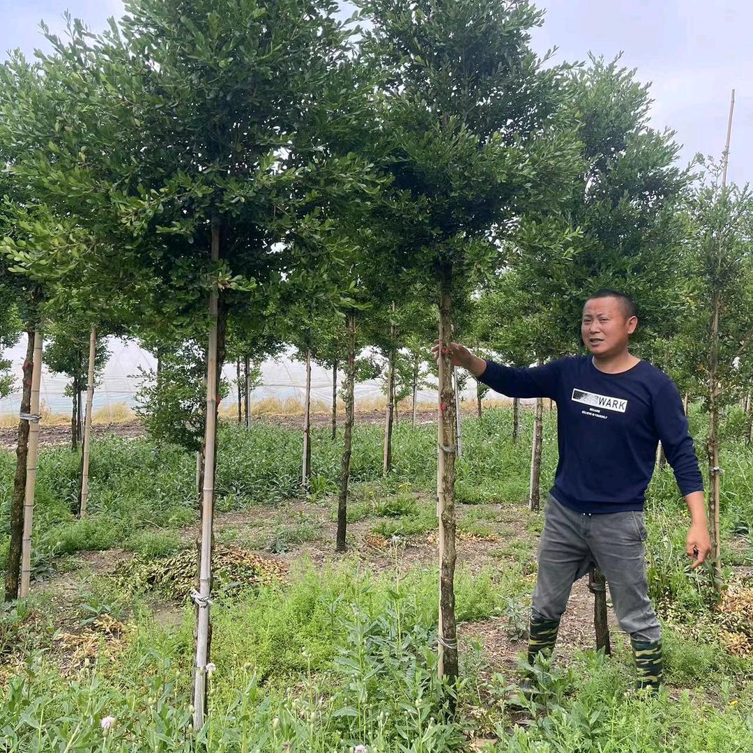🇨🇳李二精品黄杨树🇨🇳