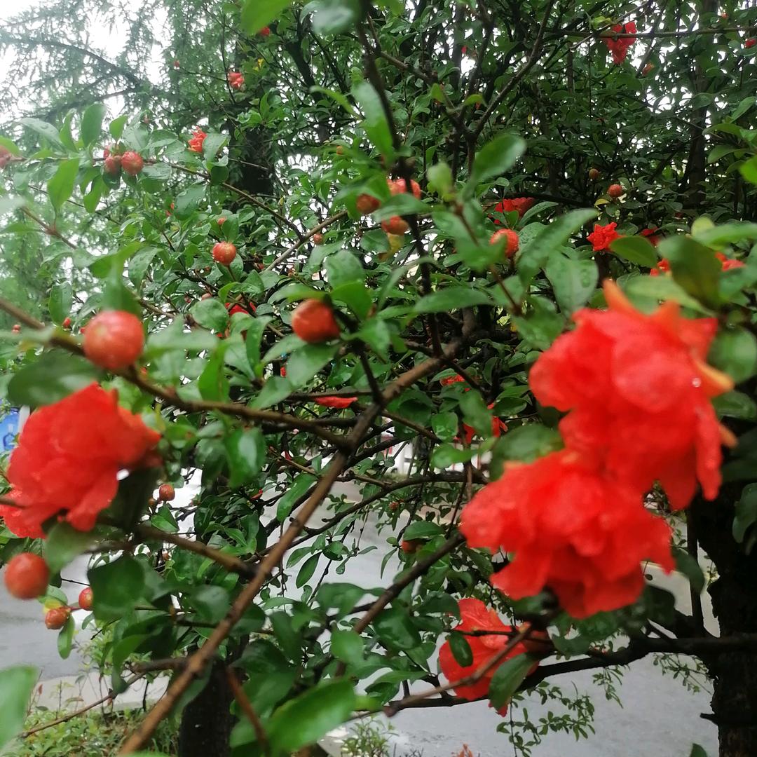 霞姐