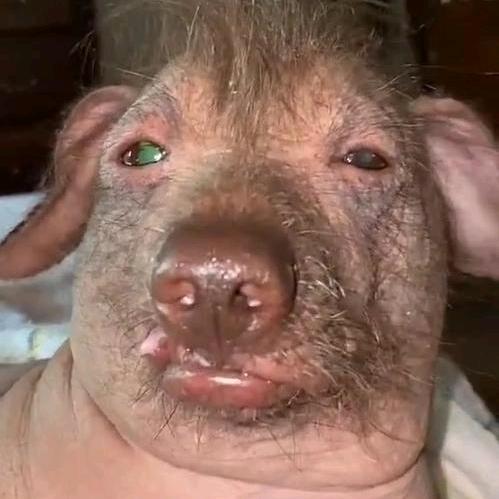 豆角不用炖太熟