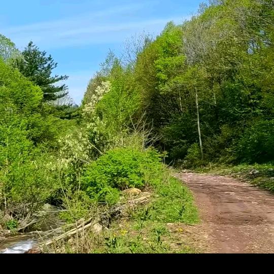 天若有情(✿^‿^