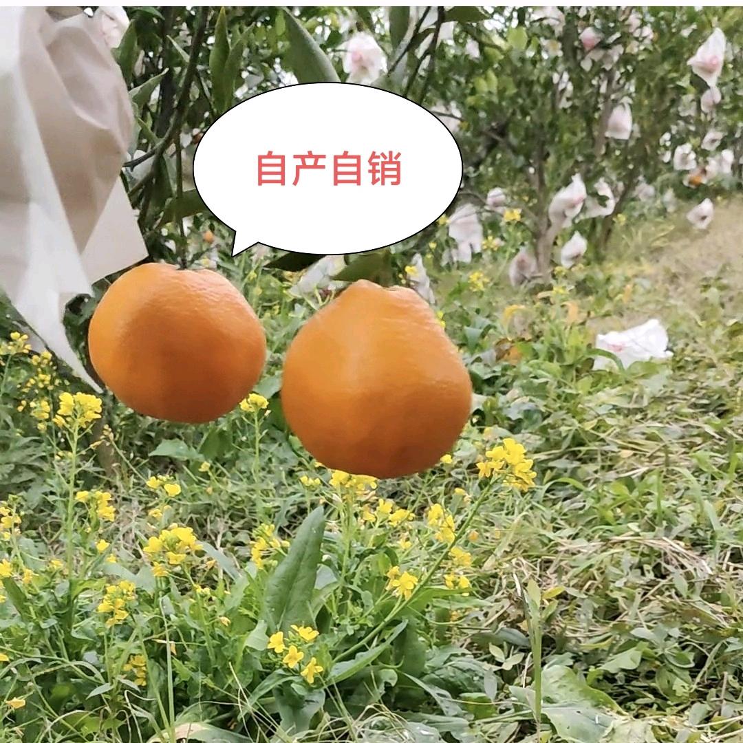 二娃园子耙耙柑（2014起不用除草剂)