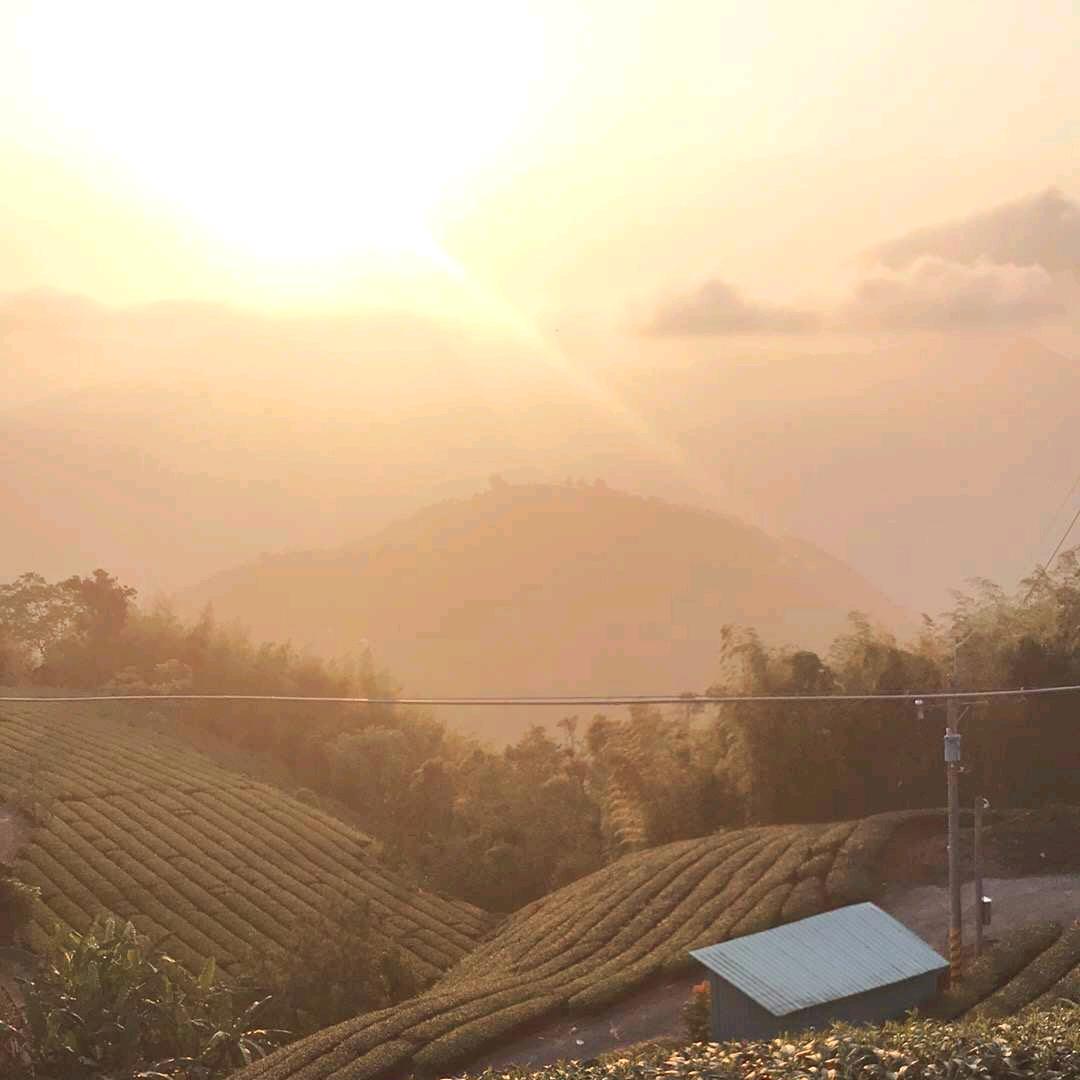 茶的茶人