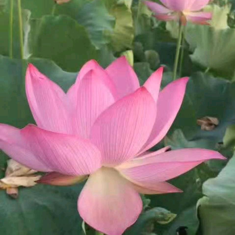 随风说智吉