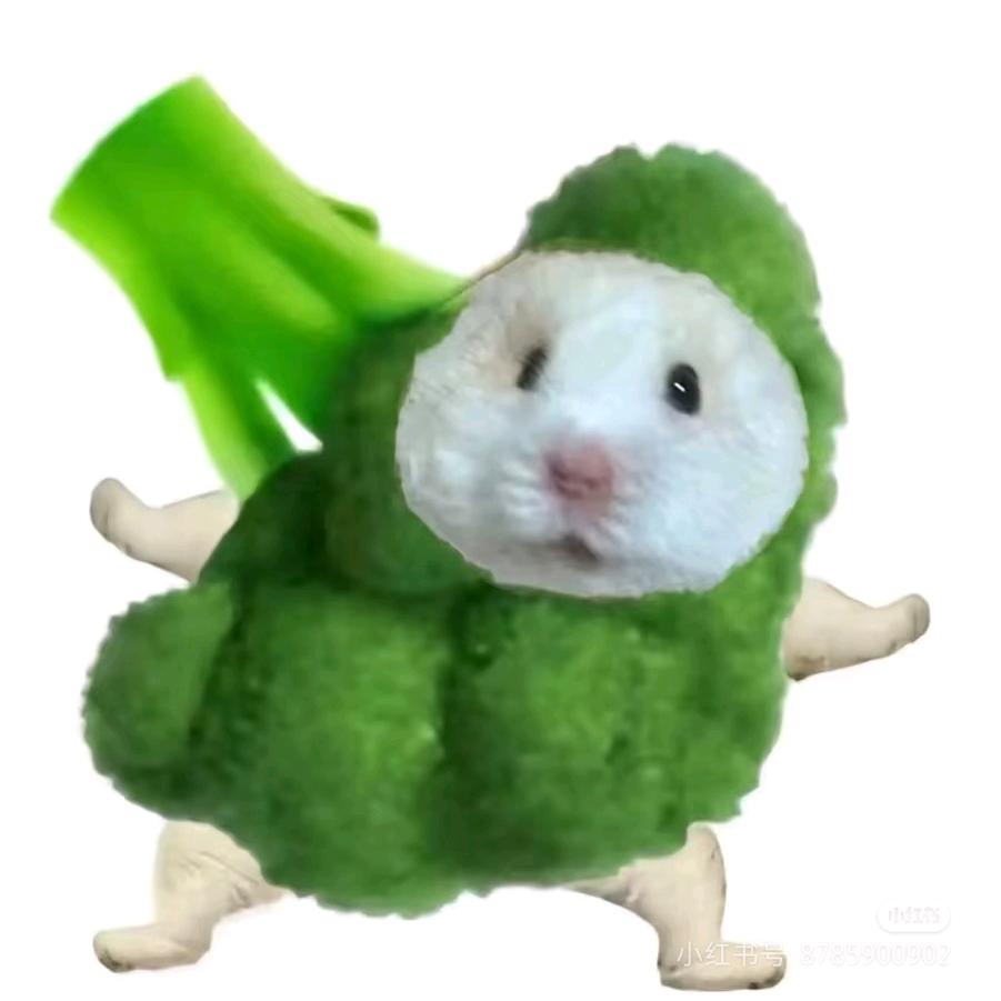 玉米不是玉