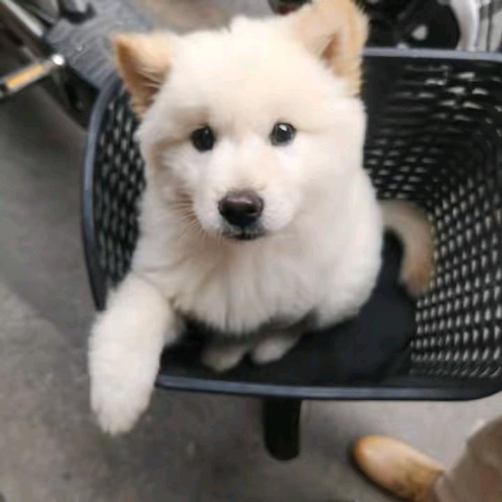 干燥小狗