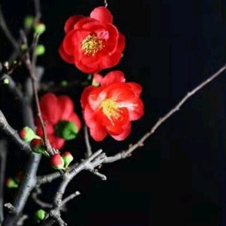 暗香