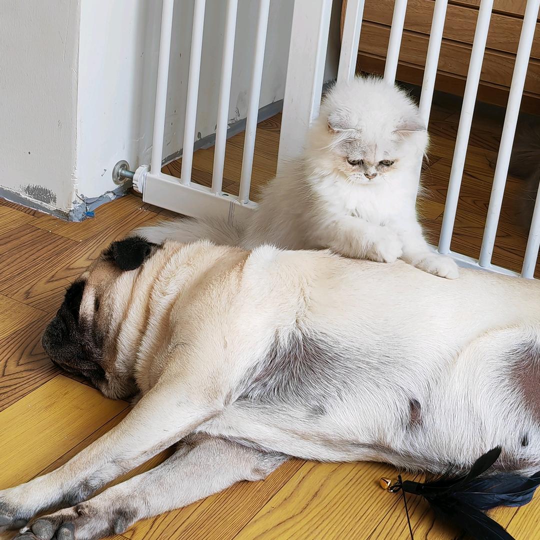 健国与猫•一家只服务猫的店