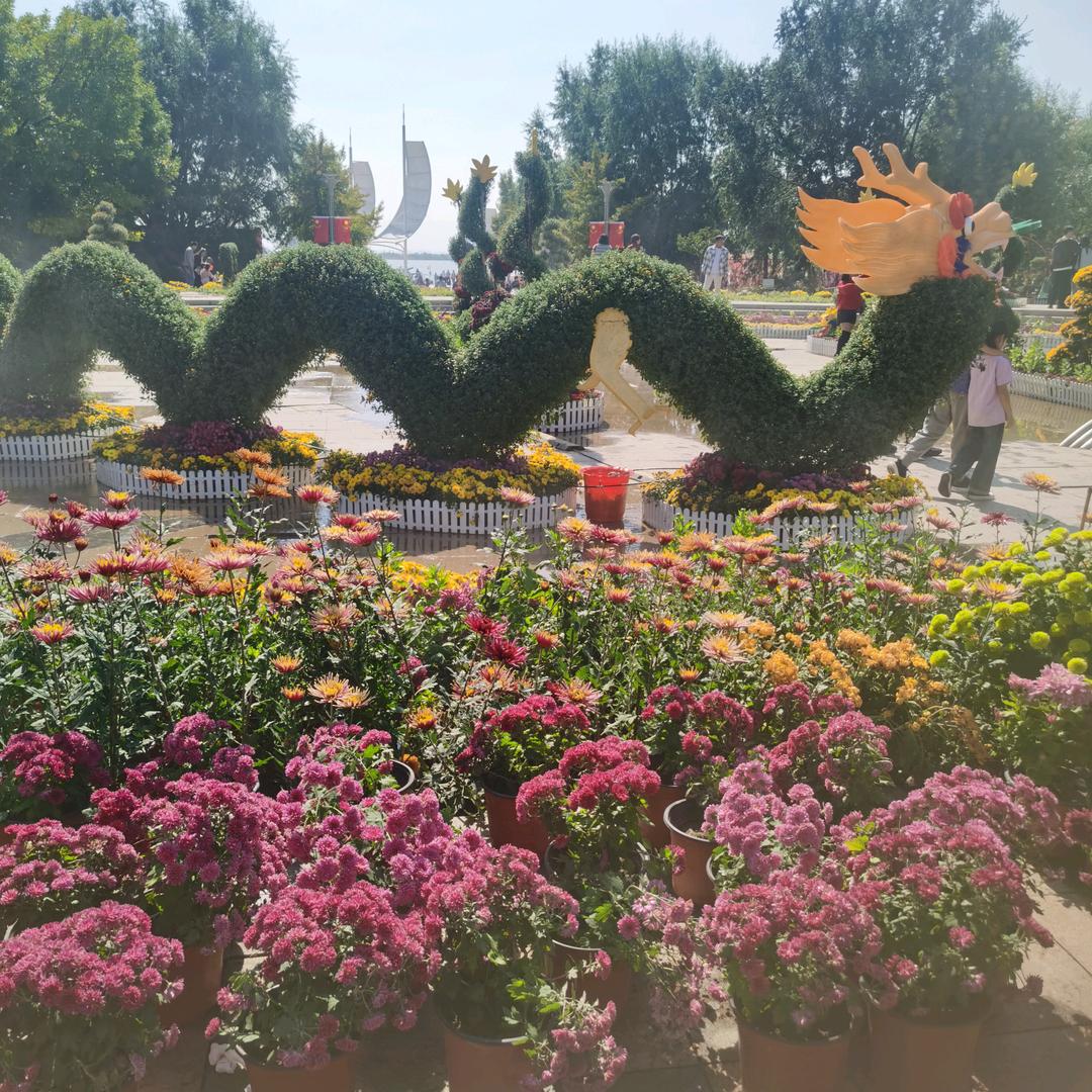 黄菊花