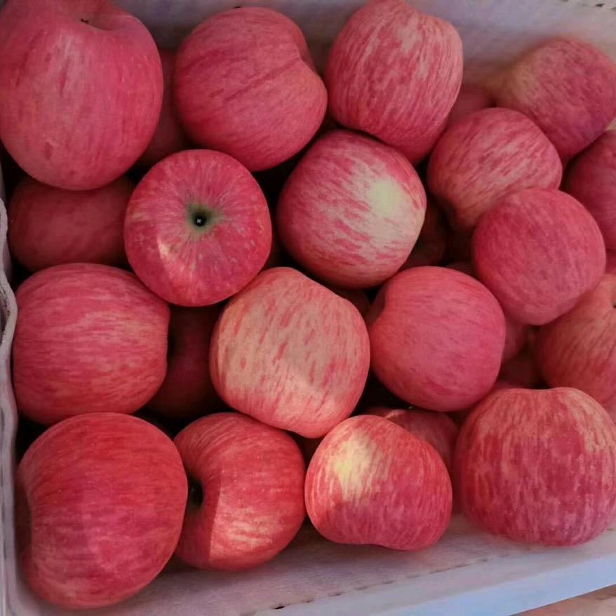 宜川高原苹果🍎代收，代发