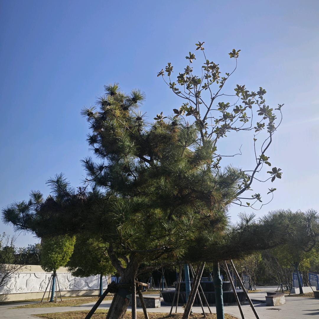 An夏
