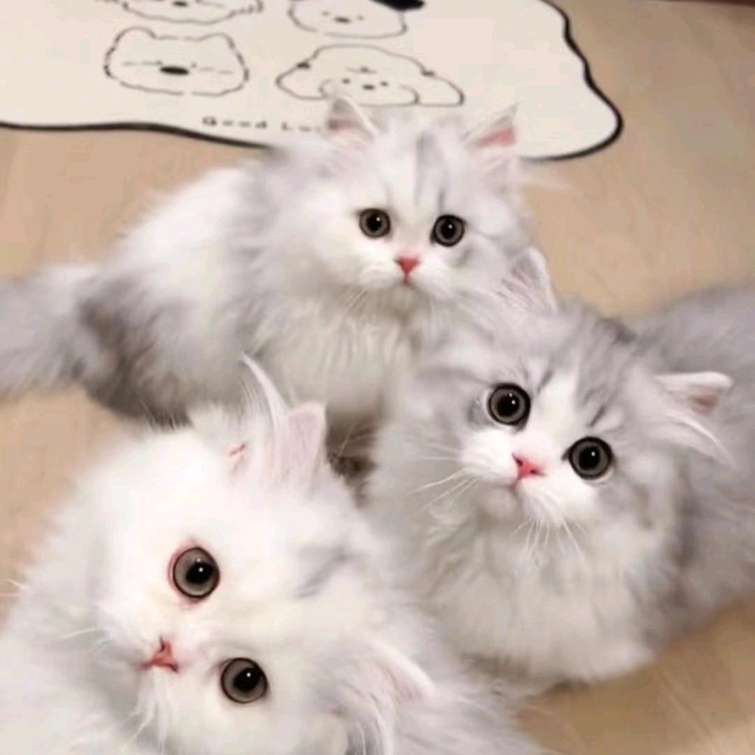 成都本地猫咪