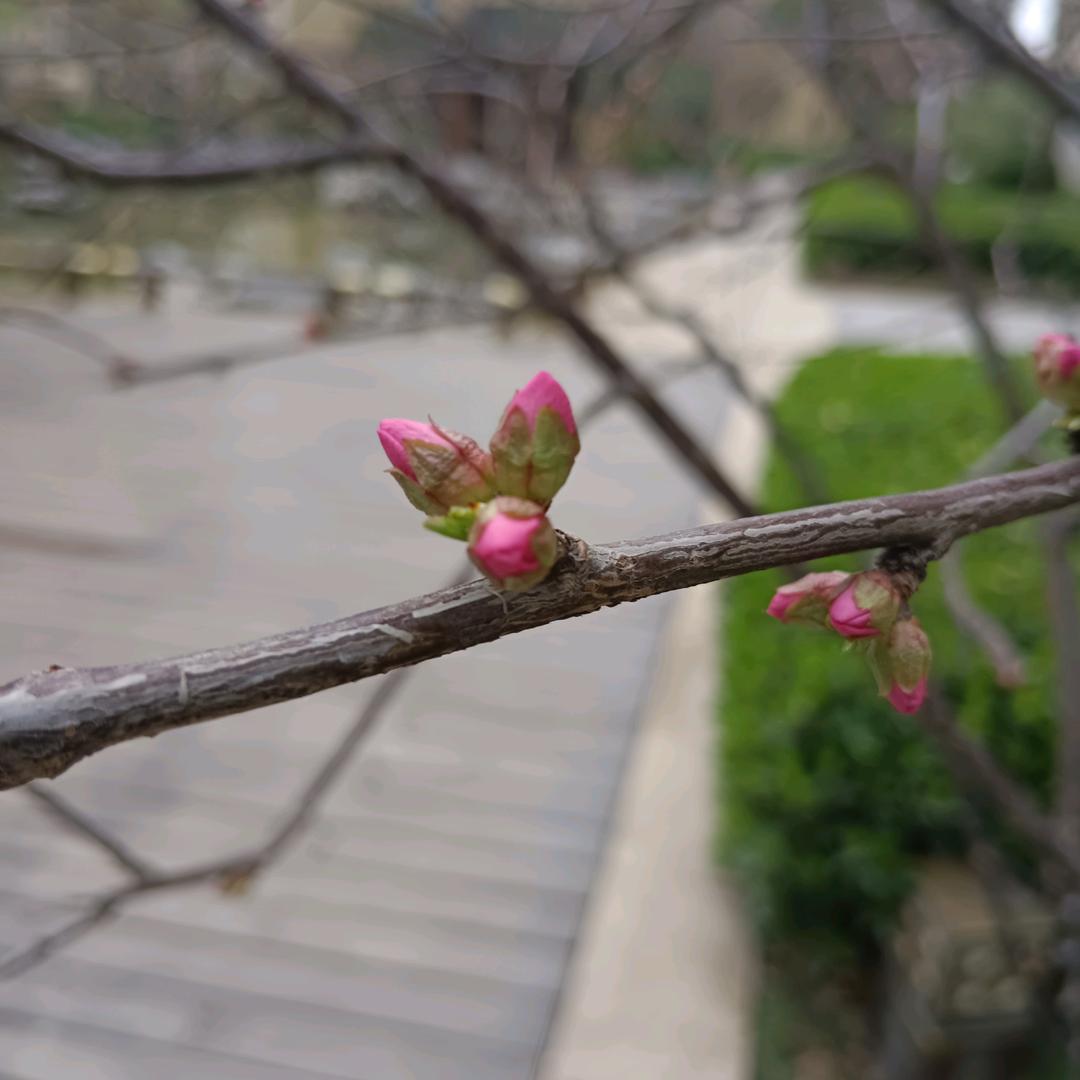 芬儿