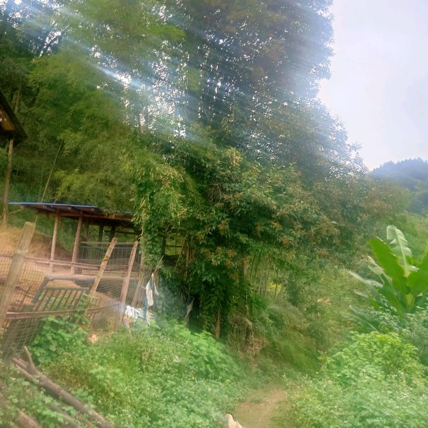 圆梦成