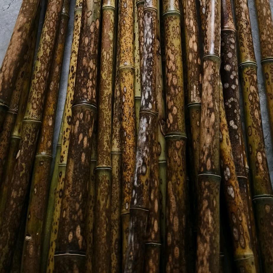 老王笛箫