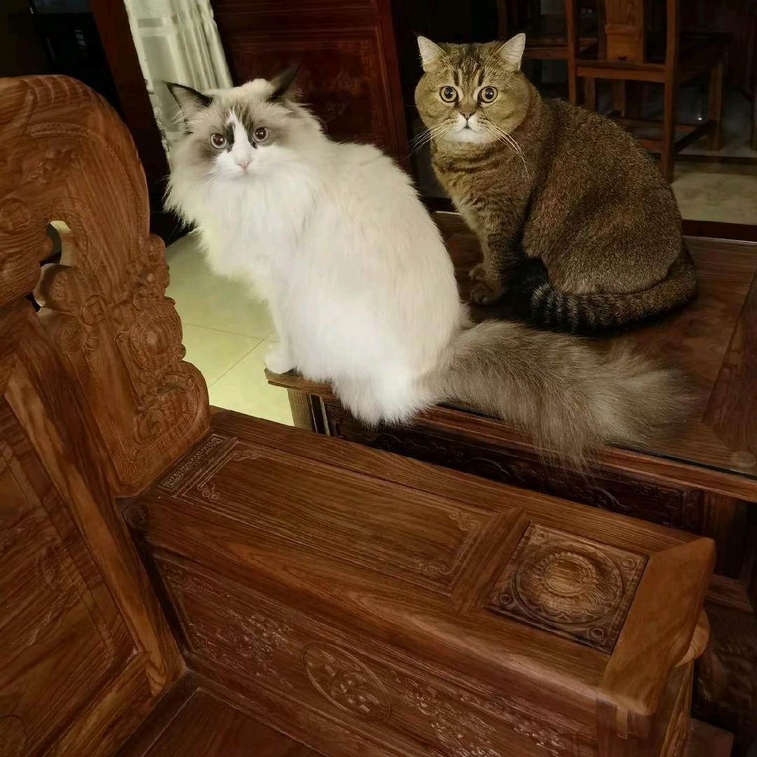 ☆.｡.:*忘憂草｡.:*