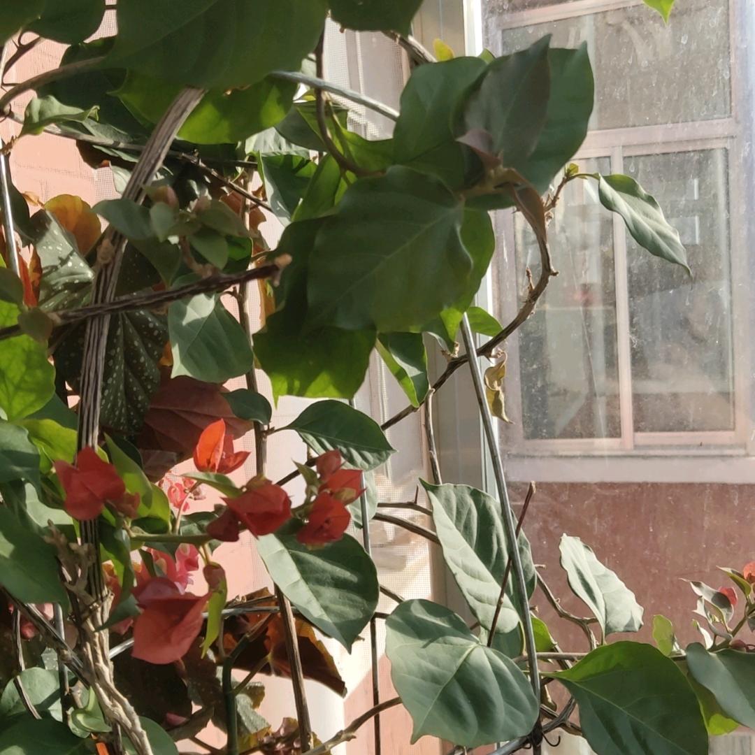 余丽