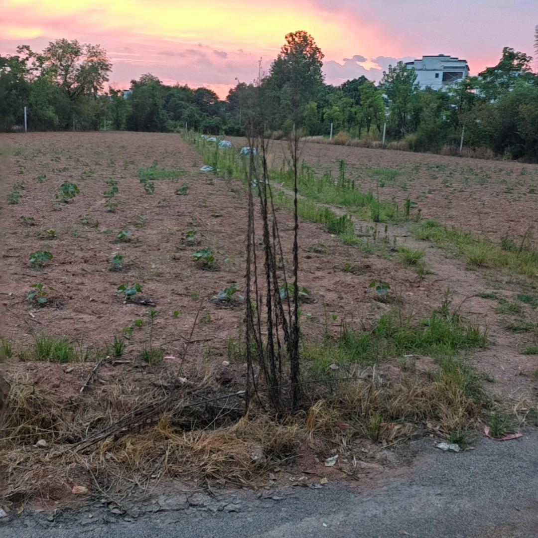 小叶种地