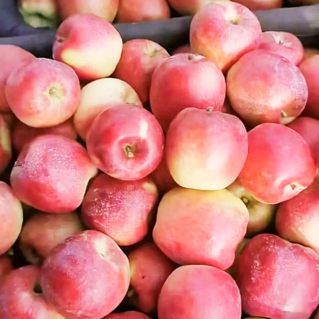 杨德喜专业管理各种果树！ 免费送技术