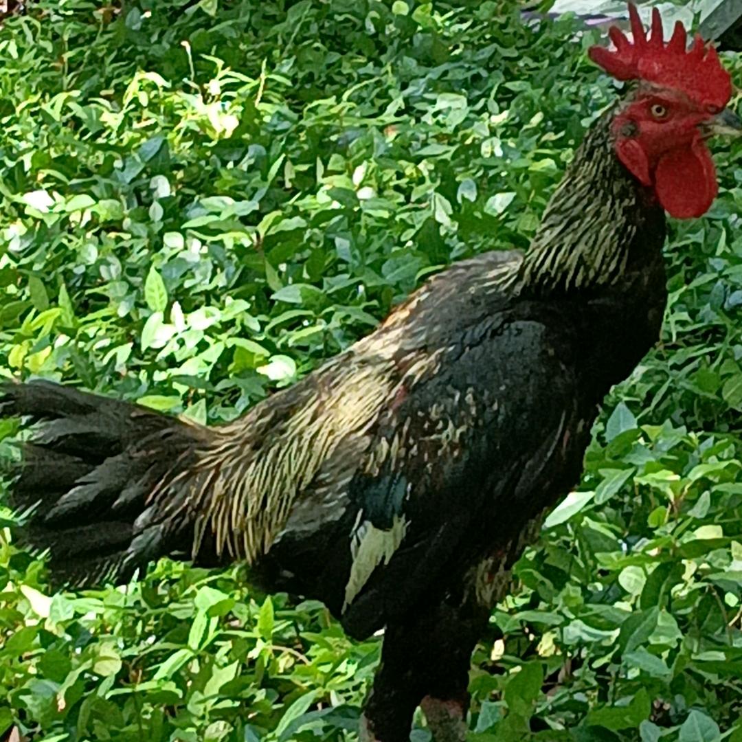 欧力给GG