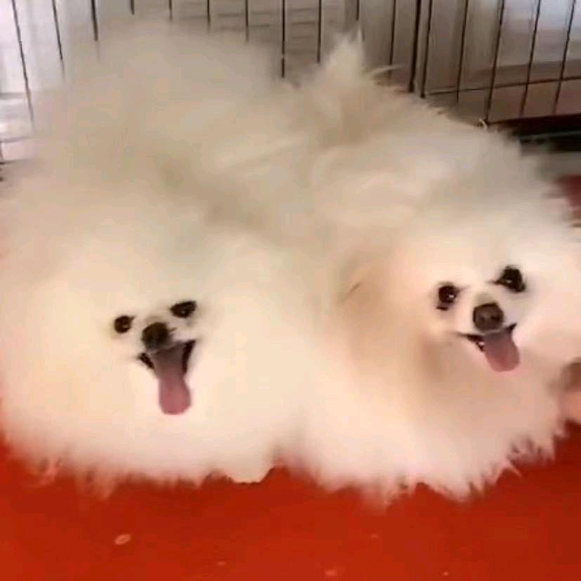 善缘阁（道智）