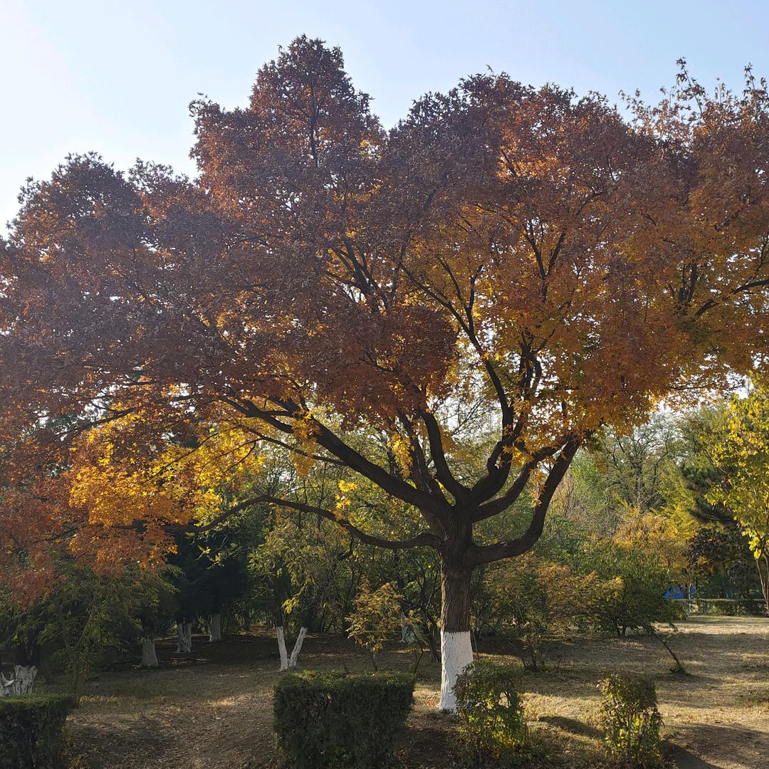 小萱萱吖！