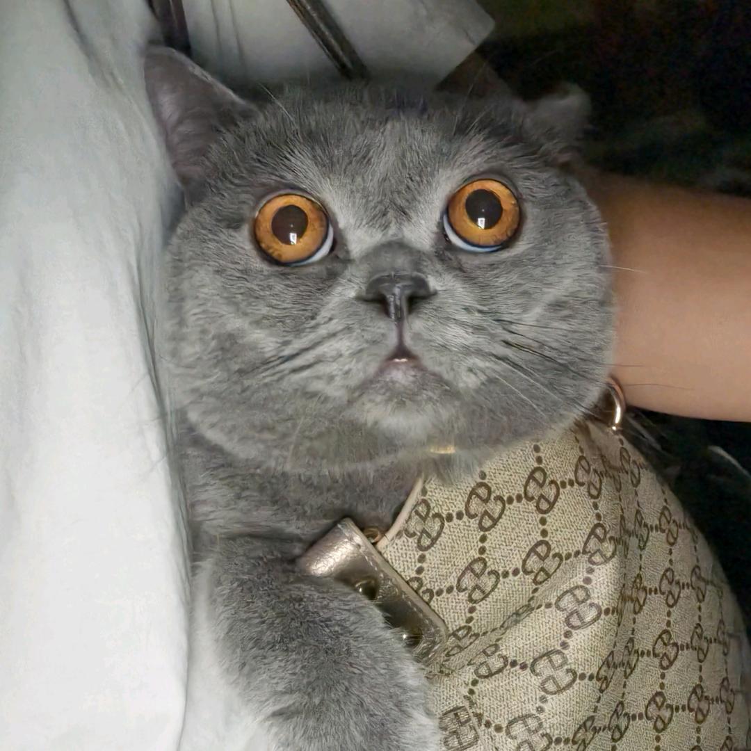 你压我腿毛啦🐯
