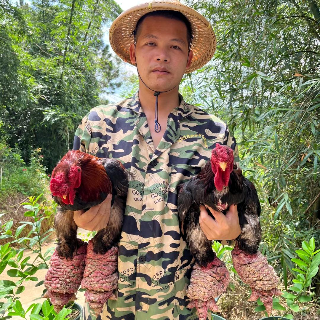 桂柑香广西金凤生态种养合作社