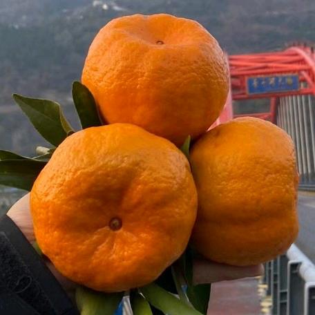 昆明眼镜.云南田乐乐果蔬.代卖代购鲜玉米