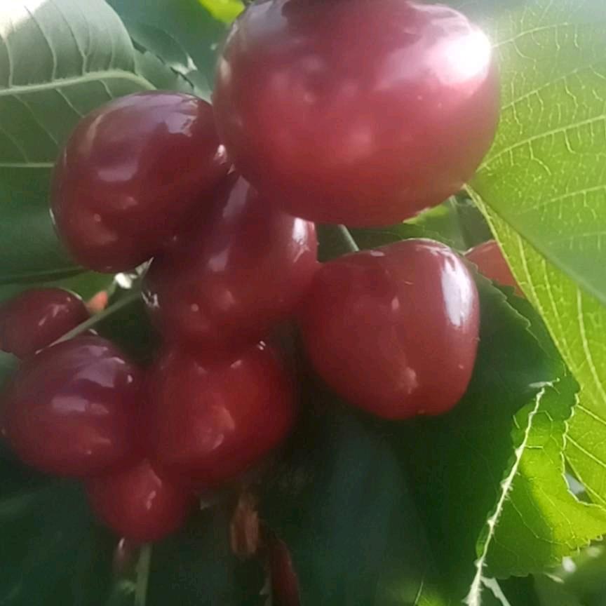 大荔带把肘子