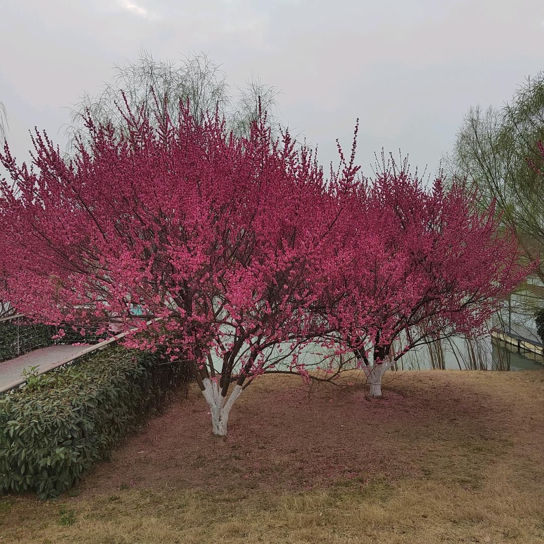 郭小芬