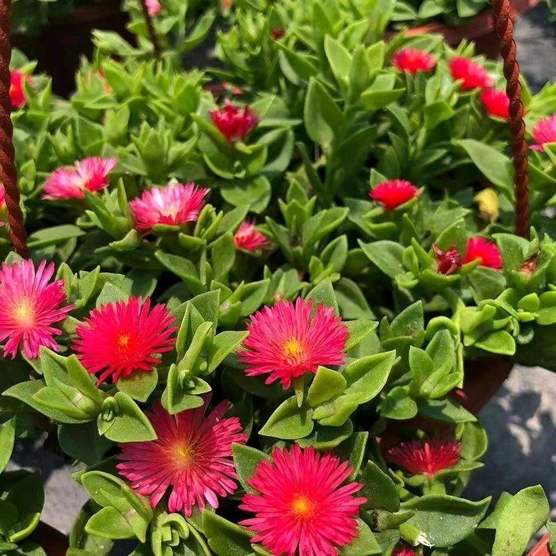 花🌸仙子
