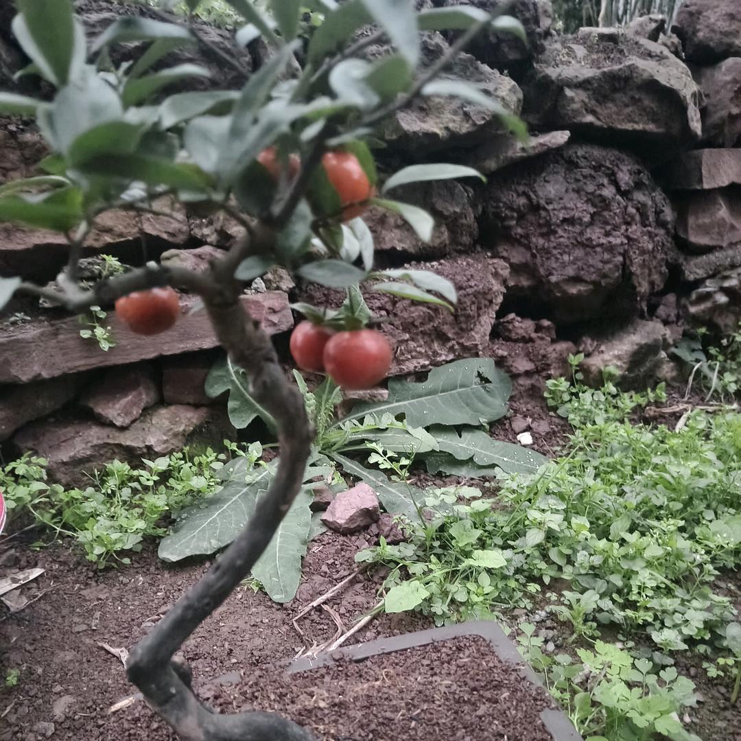 金弹子水果收购