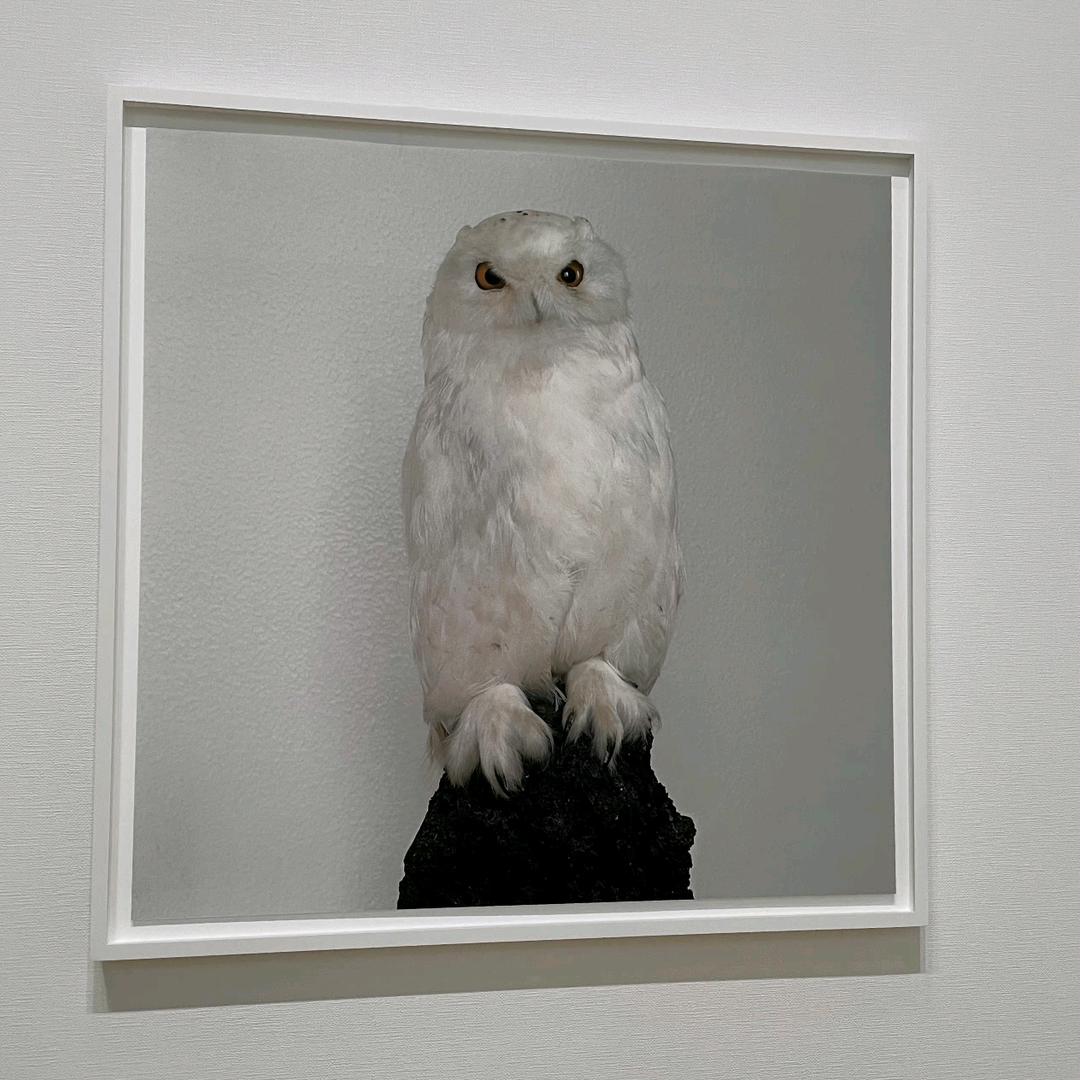 奶茶要加珍珠⭐️