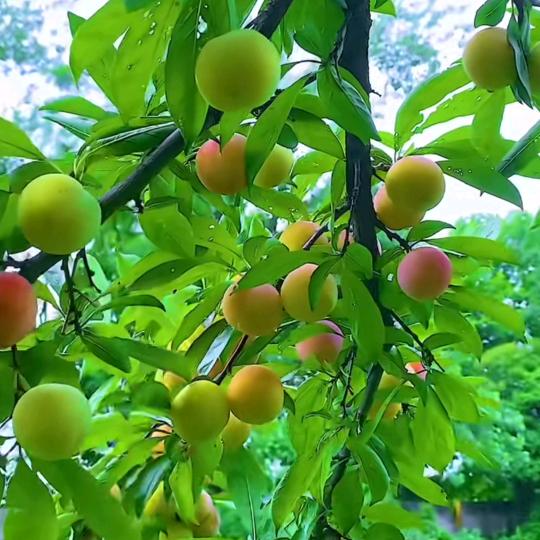 🍒安💞好🍒