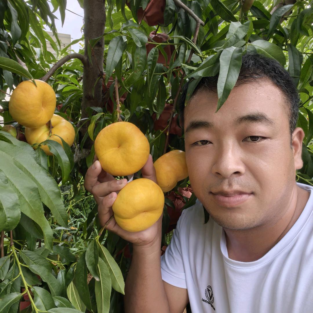 山东沂水广雷新品种桃苗