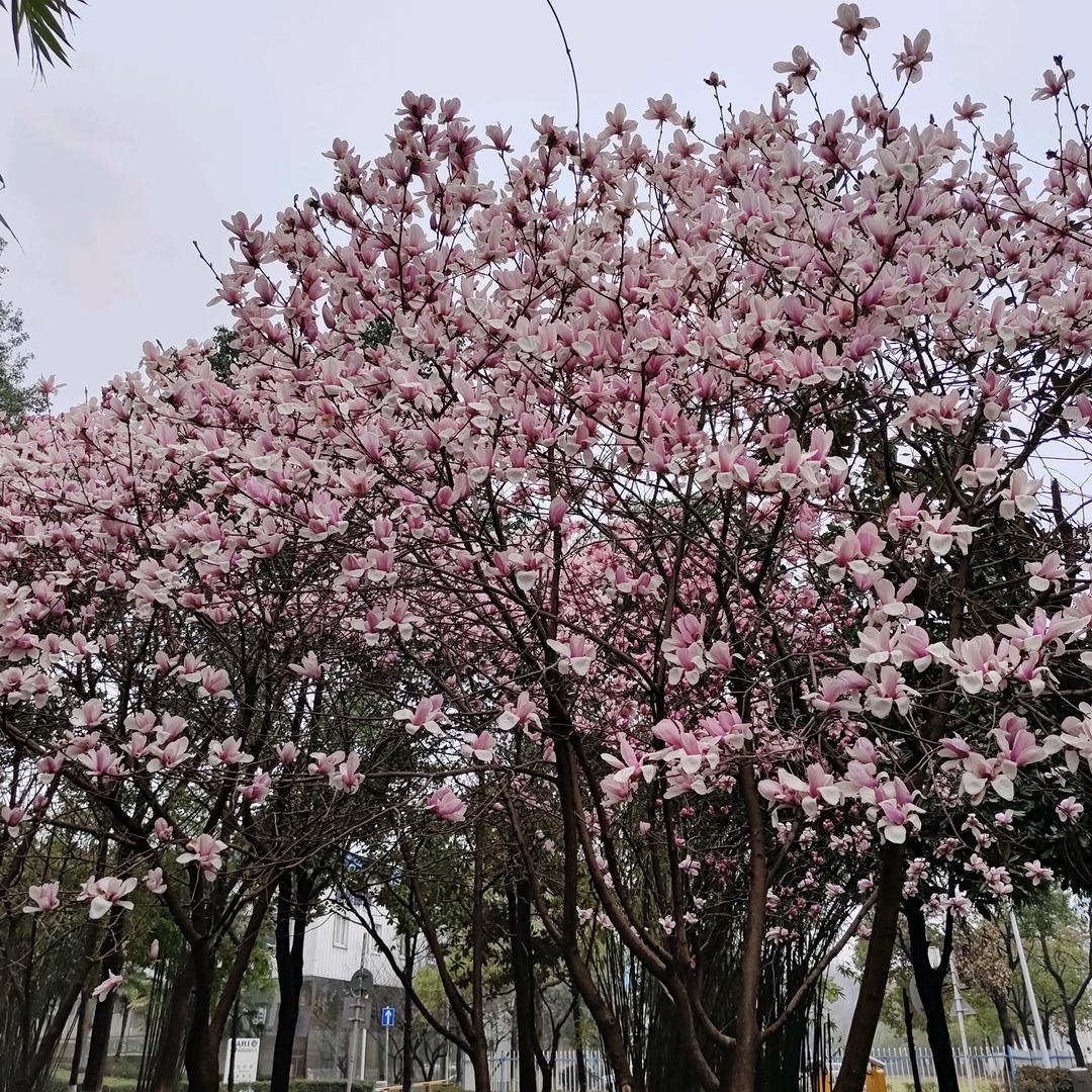 凤凰于飞（逆袭版）