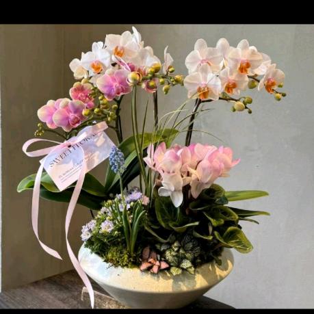 薇之易学卖兰花