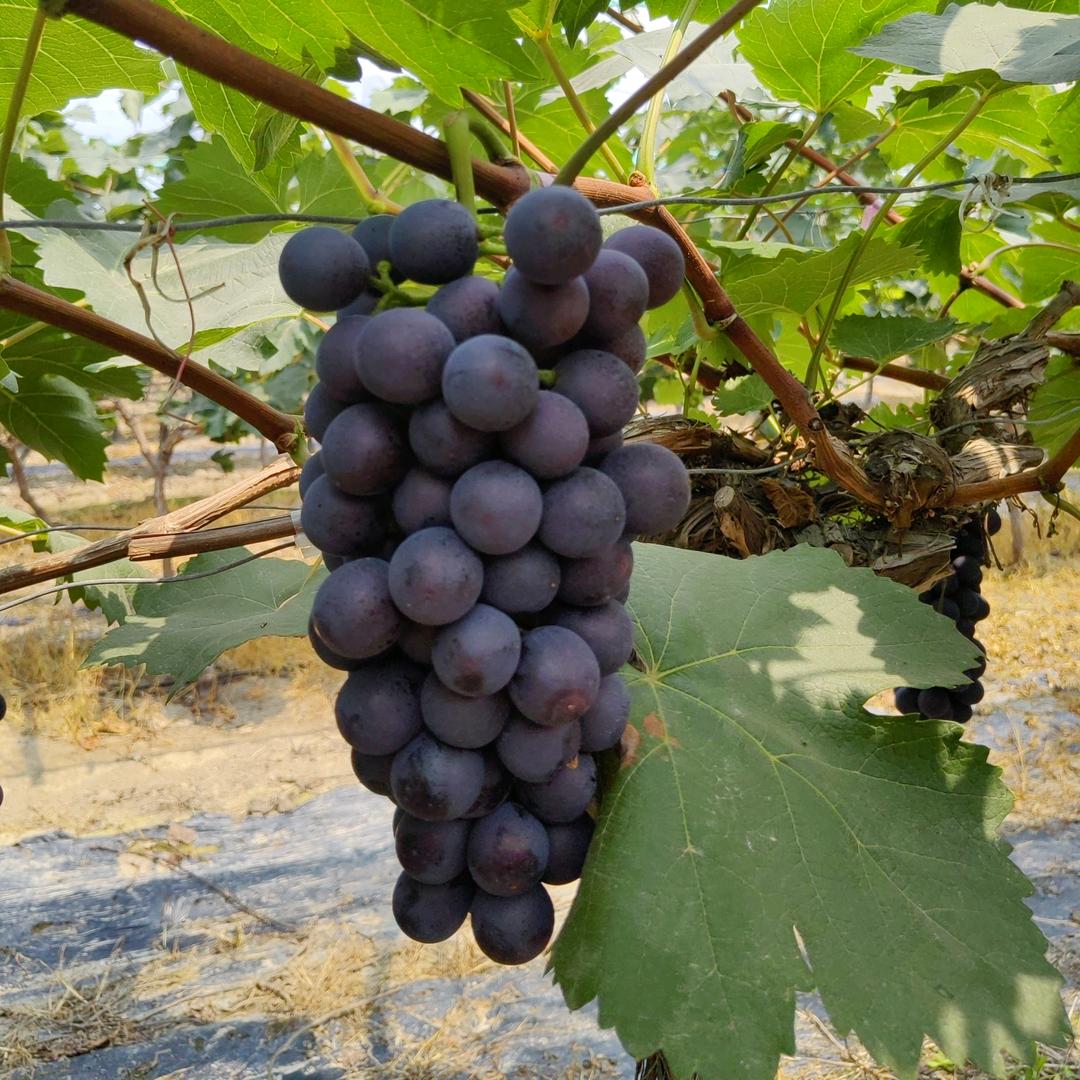 90后种葡萄小陈