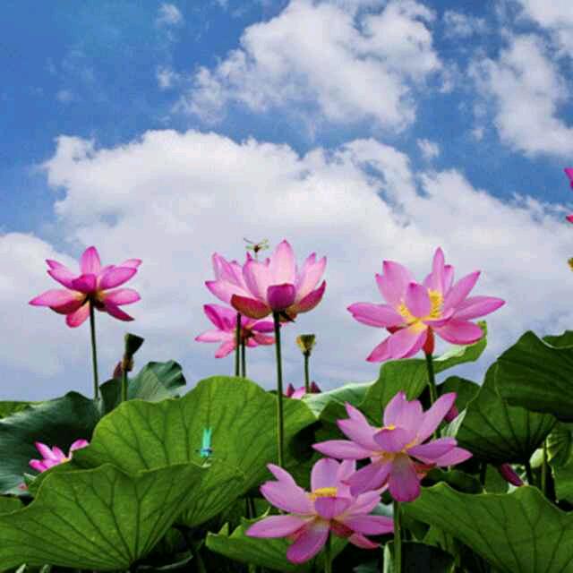 春夏秋冬HENANLUYITANGJI