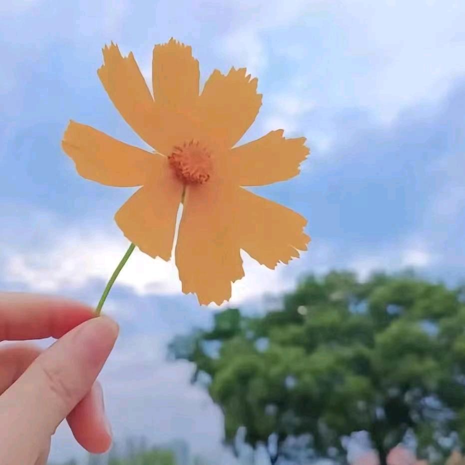 CDARI👉羽菲
