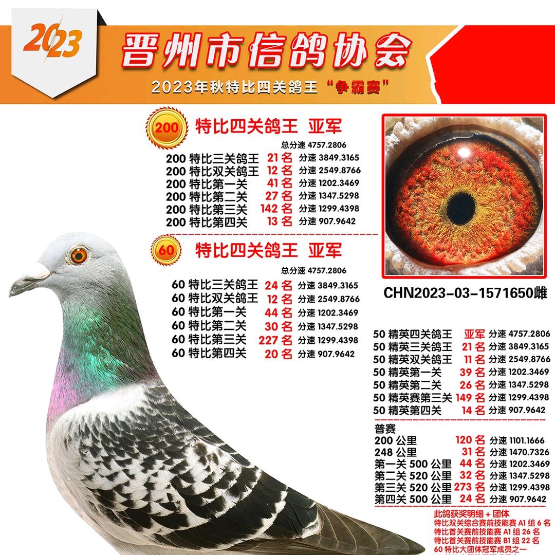 极速名鸽精选