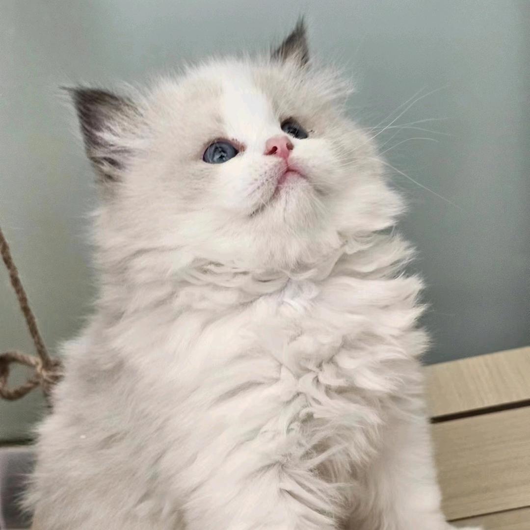 藥的可爱猫猫