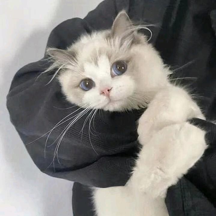 愚