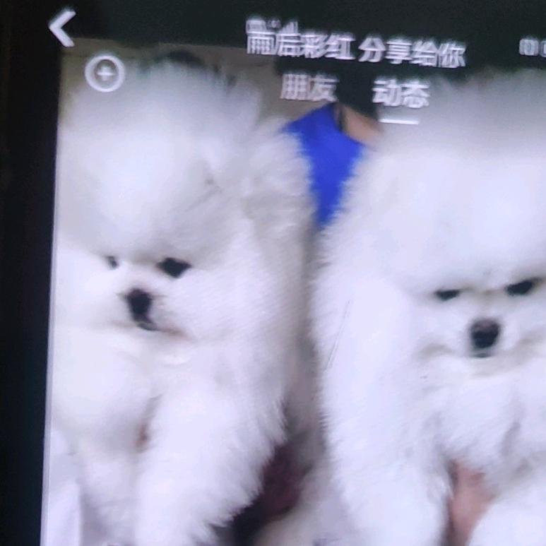牛牛萌宠