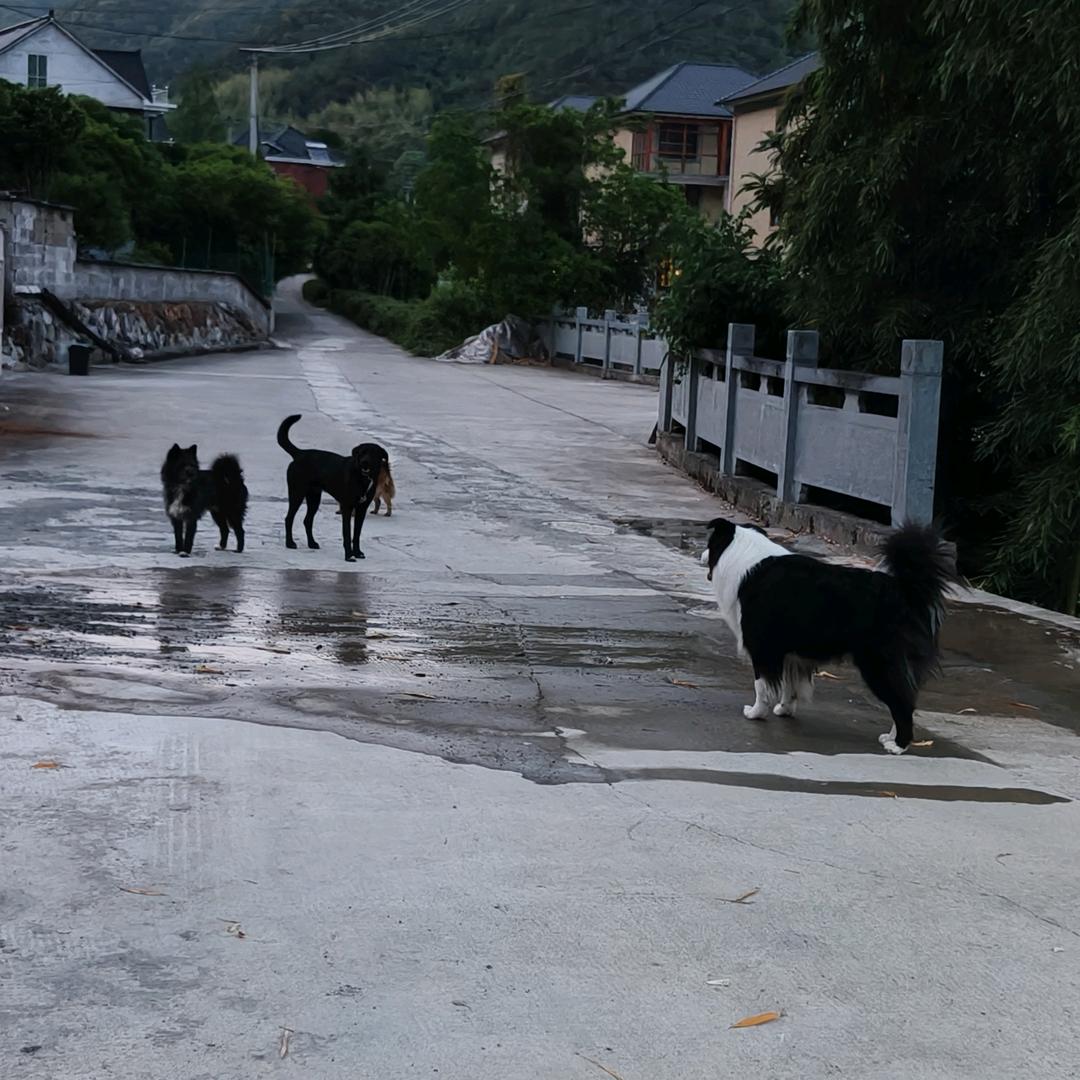 樛木